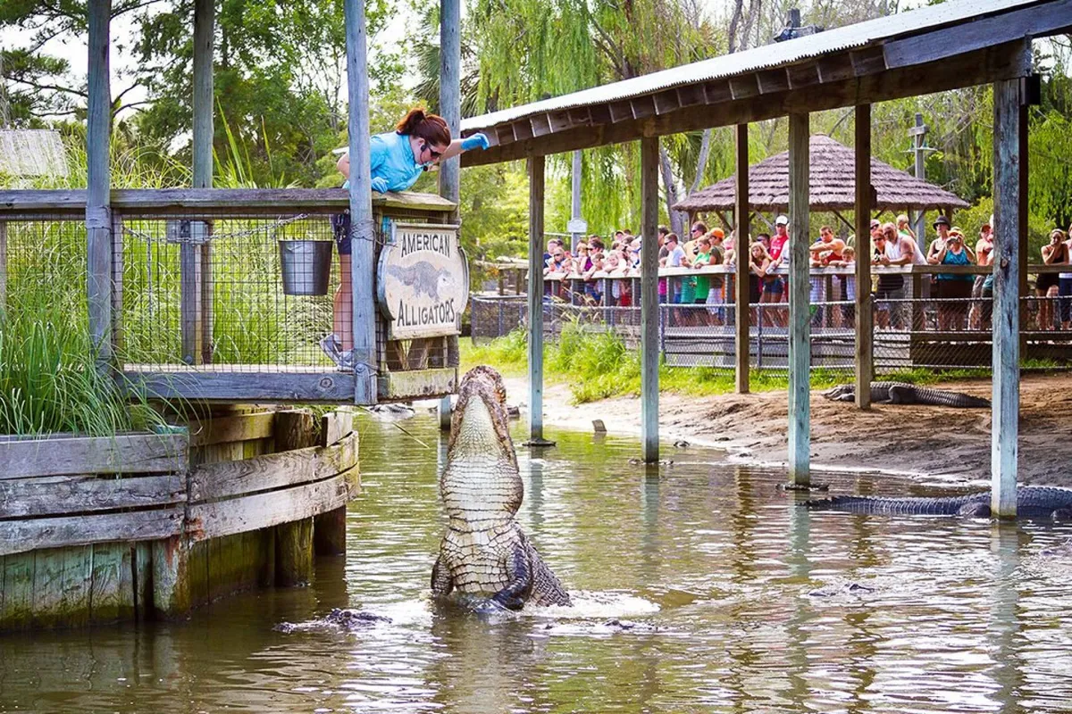 This exterior image captures a lively scene at Barefoot Landing, showing a woman feeding an alligator while a crowd of spectators watches. The setting is marked by the 'American Alligators' sign, emphasizing both the entertainment and educational experiences available at the attraction.